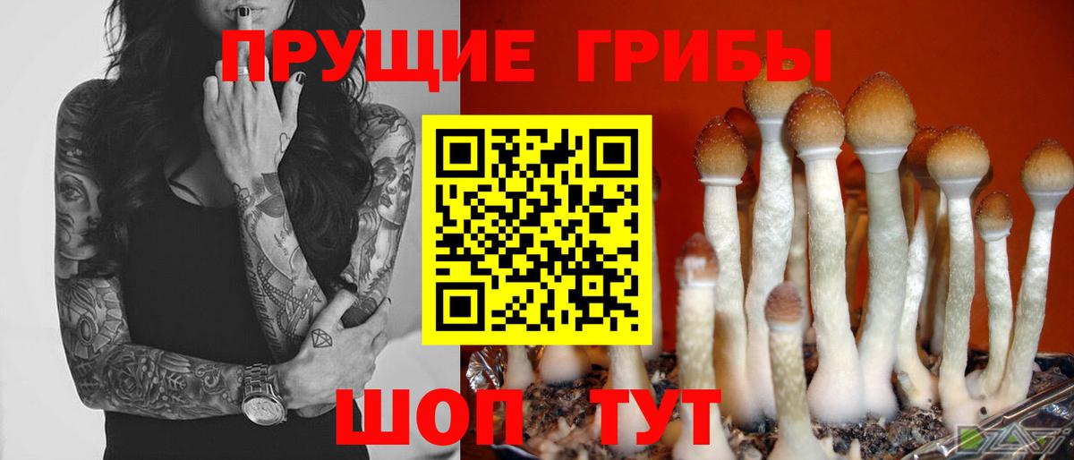 Сафоново  Псилоцибиновые грибы Magic Shrooms  Псилоцибиновые грибы Psilocybine cubensis  Вход с VPN 